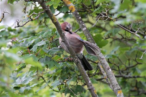 Jay Bird Feathers - Free photo on Pixabay