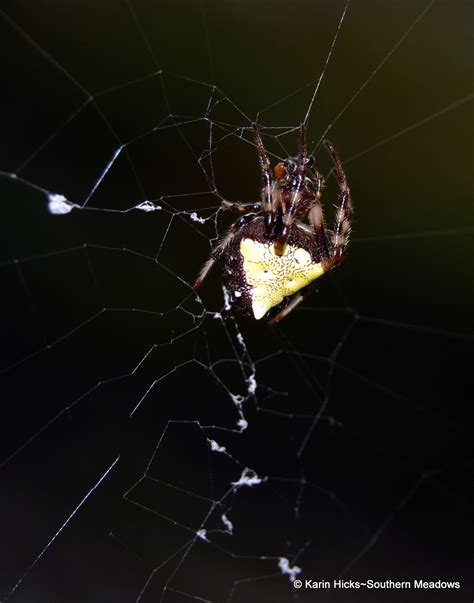 Orb Weaver Spiders