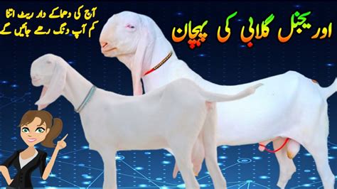 Gulabi Bakriyan Gulabi Goats Gulabi Goat Farm Pure Rajanpuri