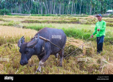 Filipino Farmer Working At A Rice Field In Marinduque Island The