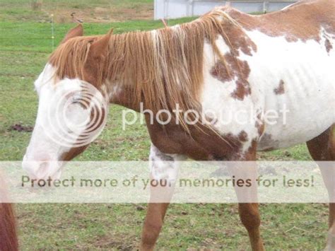 my rescue horse hates my farrier | The Horse Forum