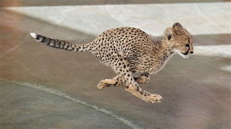 Baby Cheetah Cubs Running