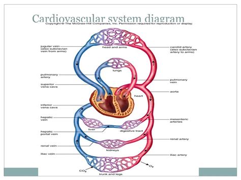 Cardiovascular System TEAS Diagram Quizlet