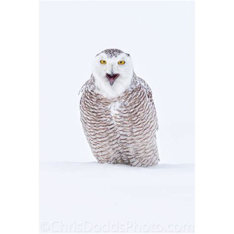 Snowy Owl SCREAM — Nature Photography Blog