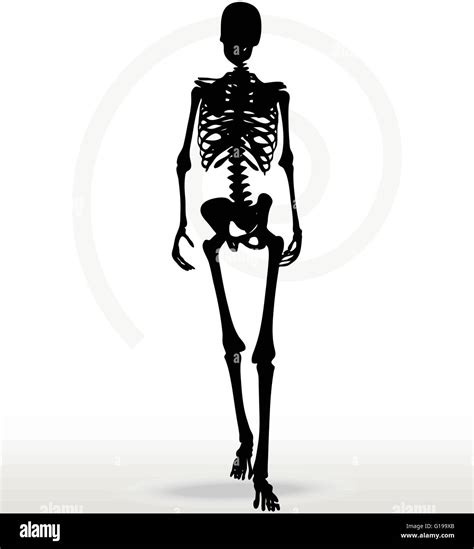 Vector Image Skeleton Silhouette In Walk Pose Isolated On White