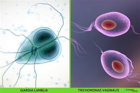 Reino Protista Qu Es Caracter Sticas Clasificaci N Ejemplos Hot Sex