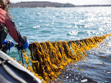 What Is Kelp And Why Should I Eat It Seafood Nutrition Partnership