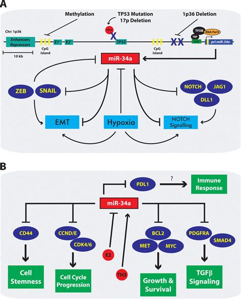 The Dysregulation And Suppressive Functions Of Mir 34a During