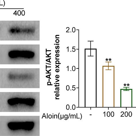 Aloin Inhibited The Akt Mtor Pathway Western Blot Test Was Performed