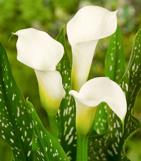 Zantedeschia Albomaculata Calla Lily