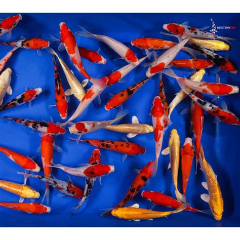 Kohaku Sanke Yamabuki Mix Imported Koi Koi Fish For Sale