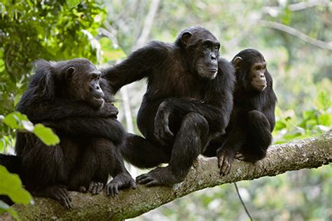 Chimpanzee trekking - African Travels