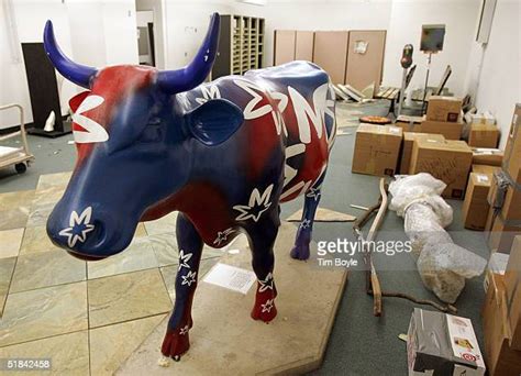 Chicago Cows Photos And Premium High Res Pictures Getty Images