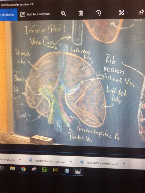 Liver Diagram Quizlet