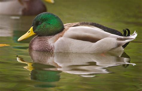 Mallard Drake A Photo On Flickriver