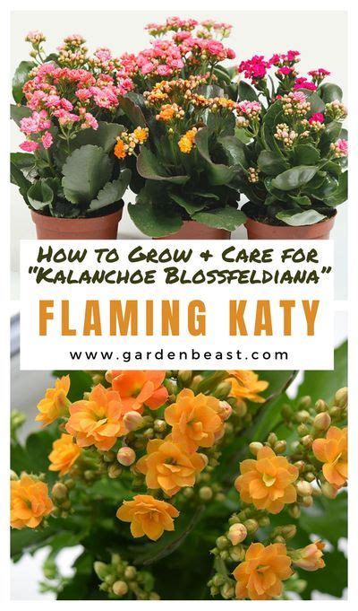 Kalanchoe Blossfeldiana Is Commonly Known As Flaming Katy Christmas