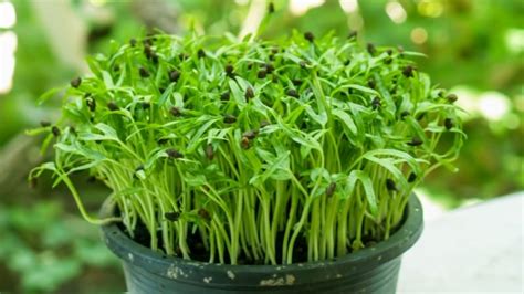 How To Grow Spinach Microgreens In 6 Easy Steps