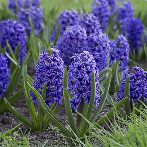 Amazon Votaniki Blue Jacket Hyacinth Bulbs Long Lasting