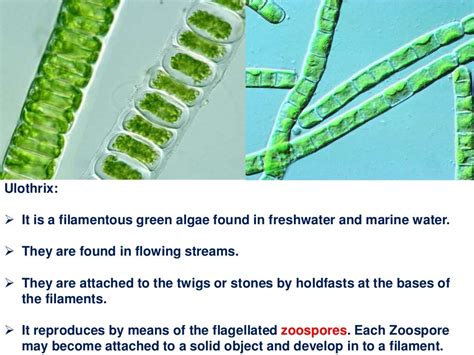 Classification of algae