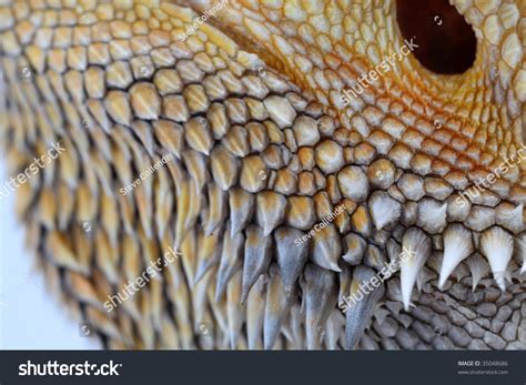 Lizard Scales Stock Photo 35048686 Shutterstock