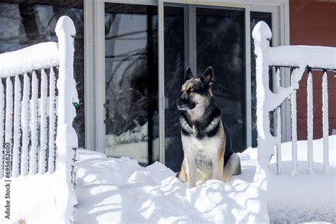 Enjoying The Morning Sun Sit In The Cold German Shepherd Who Loves