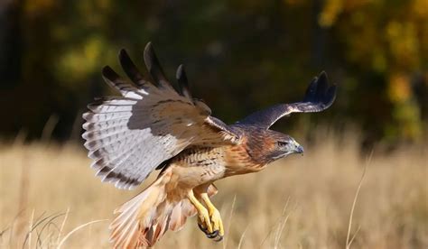 Why Do Hawks Screech? Unveiling Avian Mysteries - Spark Lark