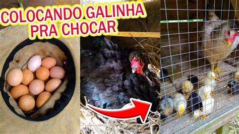 COLOCANDO GALINHA PRA CHOCAR OVO CAIPIRA Mini Sítio YouTube