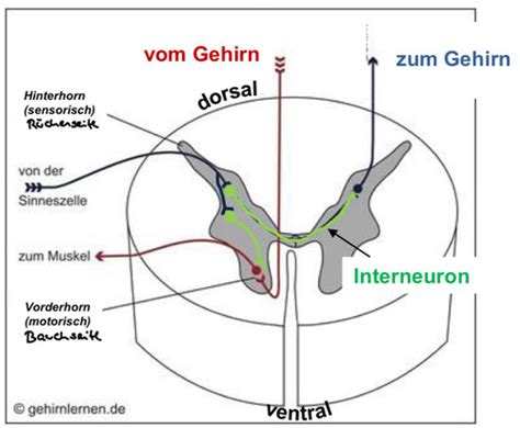 Bio Klausur Karteikarten Quizlet