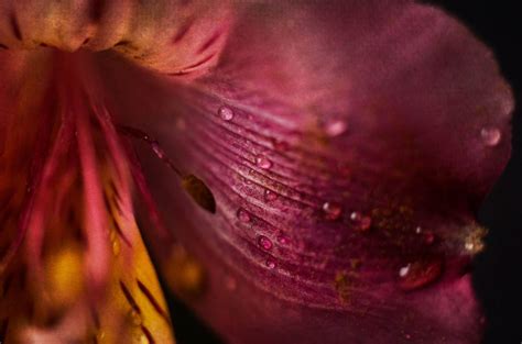 Imagen De Gotas De Flores Macro Mojado P Talos De Primavera Foto