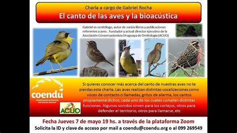 Charla Sobre El Canto De Las Aves Y La Bioac Stica Mayo Youtube