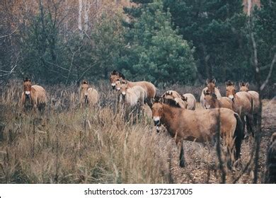 670 Chernobyl wildlife Images, Stock Photos & Vectors | Shutterstock