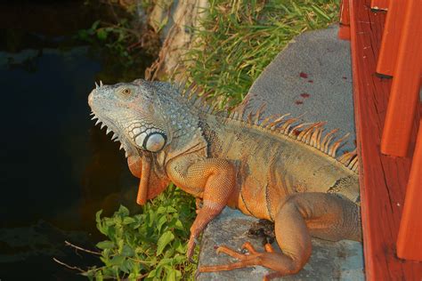Alligator Alcatraz: Crocodiles live near Florida ICE detention center