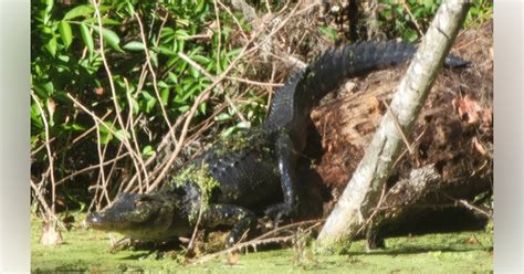 Alligator On Log At Silver Springs State Park Ocala News