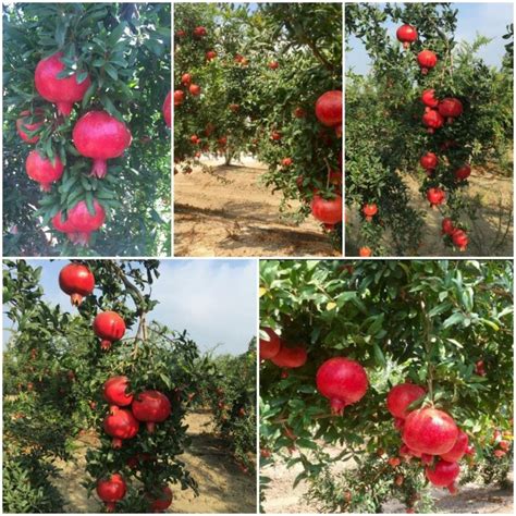 Wonderful Pomegranate Variety Download Scientific Diagram