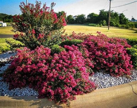 30 Beautiful Landscaping Ideas With Crepe Myrtles Balcony Garden Web