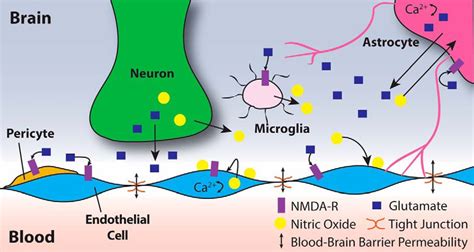 Glutamate Induces Bloodbrain Barrier Permeability Through Activation