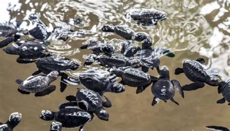 Where To Buy Terrapins Terrapins Co Uk