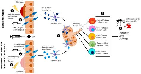 Frontiers Revival Of Leishmanization And Leishmanin