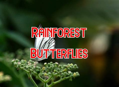 35 Vivid Butterflies In The Rainforest (with Pictures)