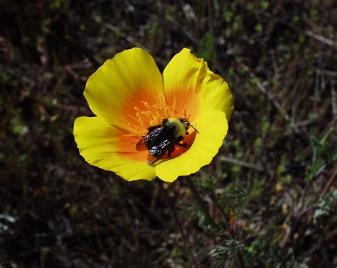 Franklins Bumble Bee Bombus Franklini Bumble Bee Watch