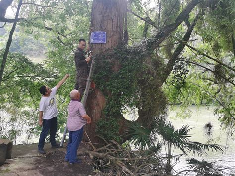 荔波县新增5株古树大树获挂牌保护黄枝油杉树种