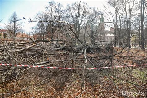 Orkan Dudley Zniszczy Na Plantach Pomnik Przyrody Ucierpia Y Te