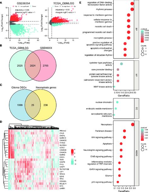 Identification Of Necroptosis Related DEGs In Glioma And Enrichment