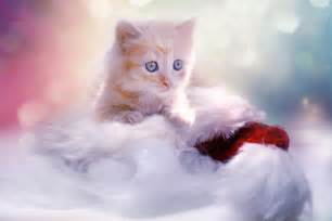 Christmas Kitten Wallpaper,HD Animals Wallpapers,4k Wallpapers,Images ...