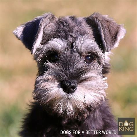 Cómo es un Schnauzer