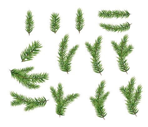 Evergreen Branch Vector Art, Icons, and Graphics for Free Download