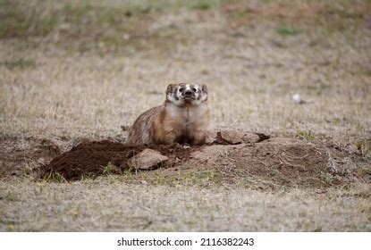 American Badger Hunting Grasslands Stock Photo (Edit Now) 2116382243