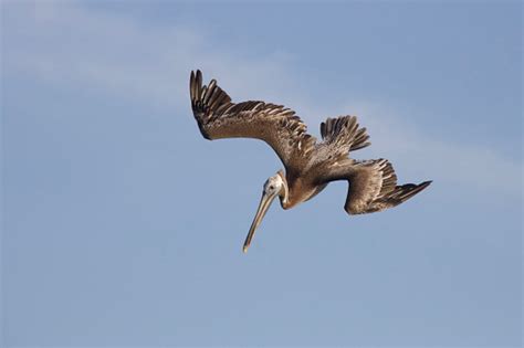 Brown Pelican Diving Stock Photo - Download Image Now - iStock