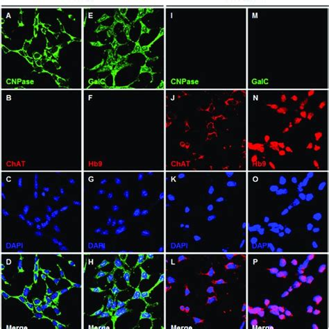 F3olig2 Cells Are Immuno Positive For Oligodendrocyte Markers Cnpase