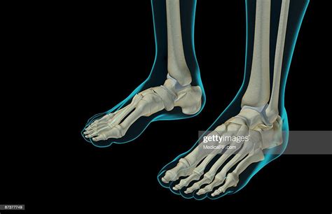 The Bones Of The Feet High-Res Vector Graphic - Getty Images